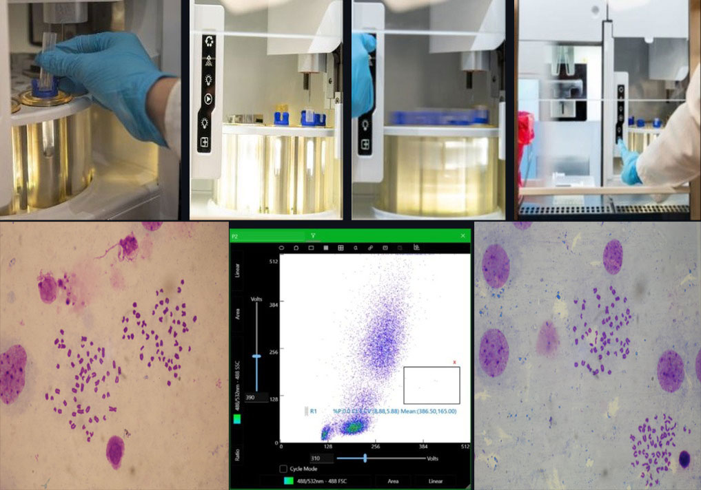 Cytogenetics and Karyotyping