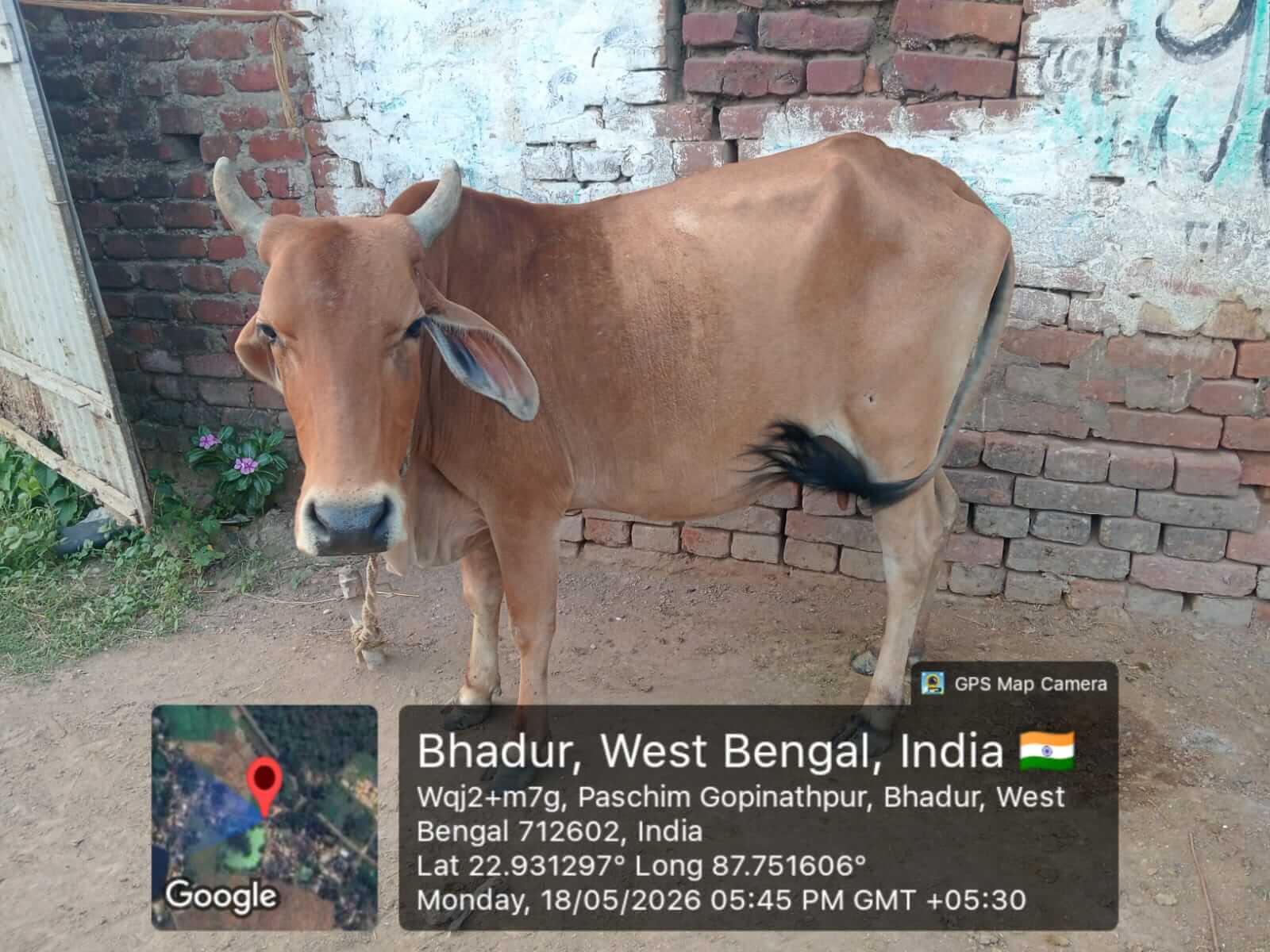 Genomic Selection of Cattle and Goat