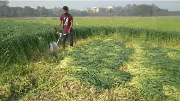 Feed and Fodder