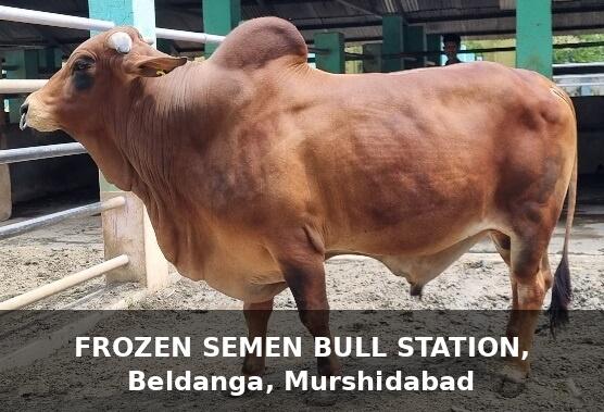 Frozen Semen Bull Stations