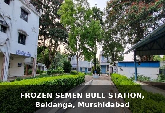 Frozen Semen Bull Stations