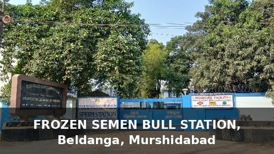 Frozen Semen Bull Stations