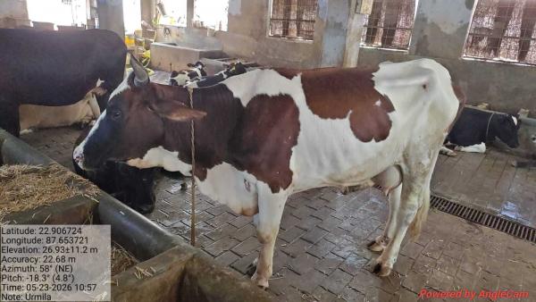 Genomic Selection of Cattle and Goat