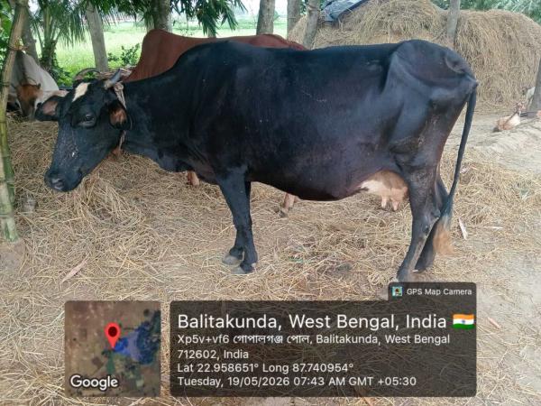 Genomic Selection of Cattle and Goat