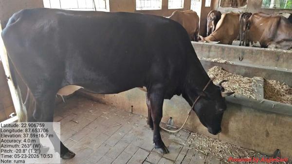 Genomic Selection of Cattle and Goat