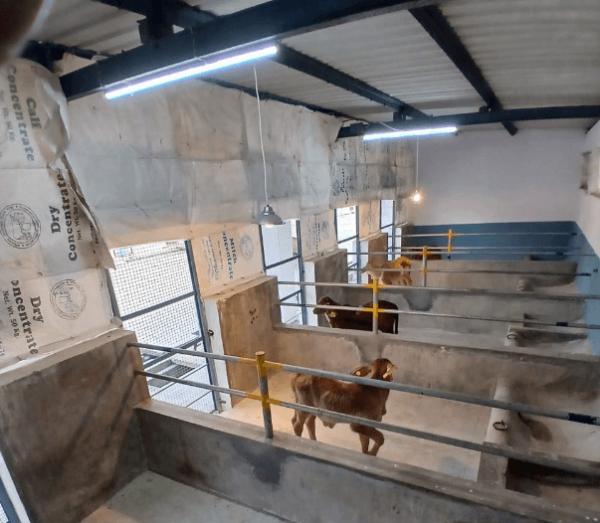 Bull Mother Farm