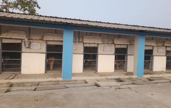 Bull Mother Farm