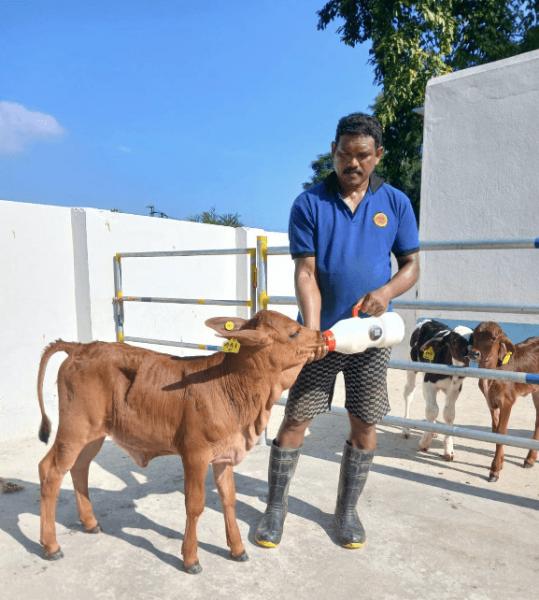 Bull Mother Farm-Kalyani